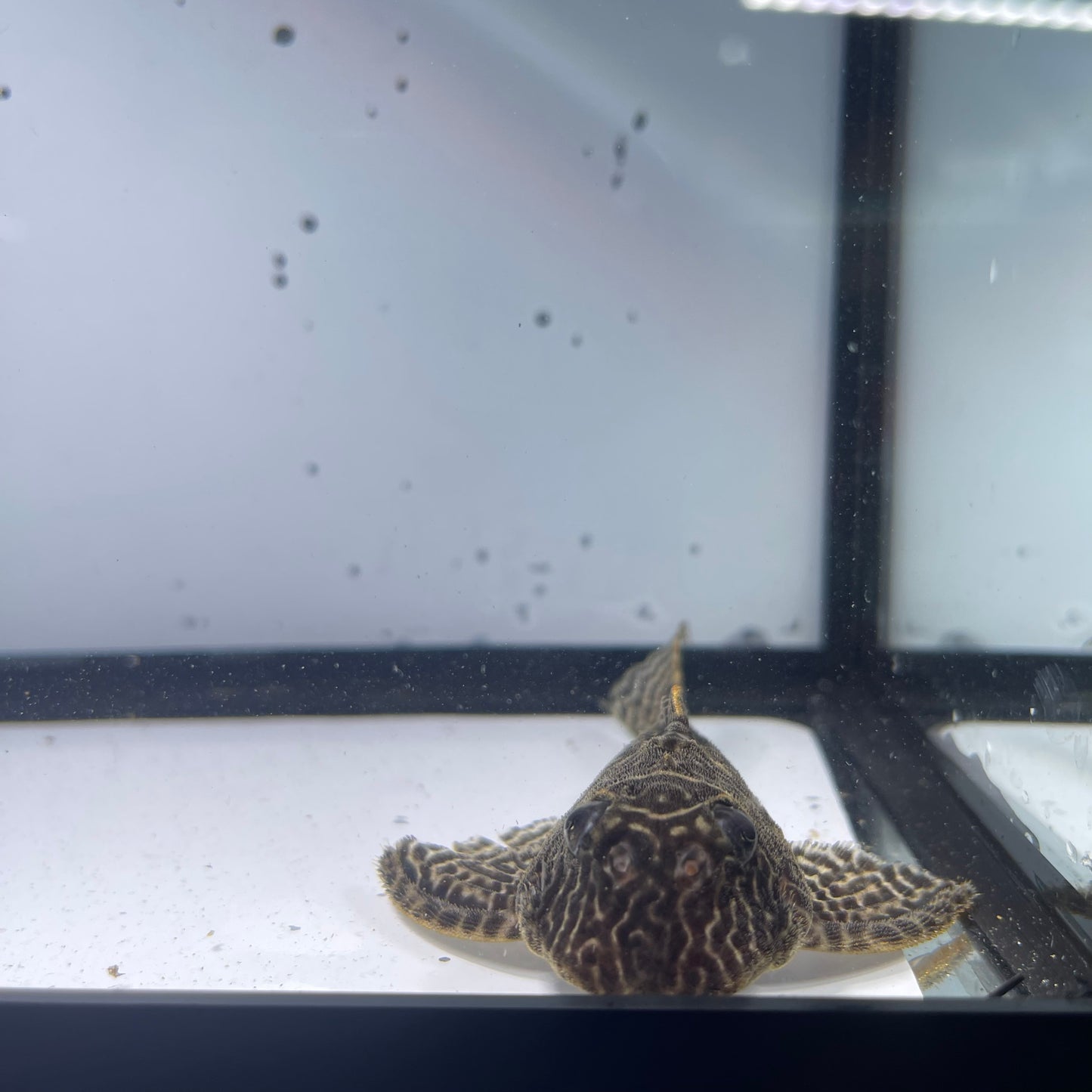 L066 King Tiger Pleco 5 inch (Hypancistrus sp. L066