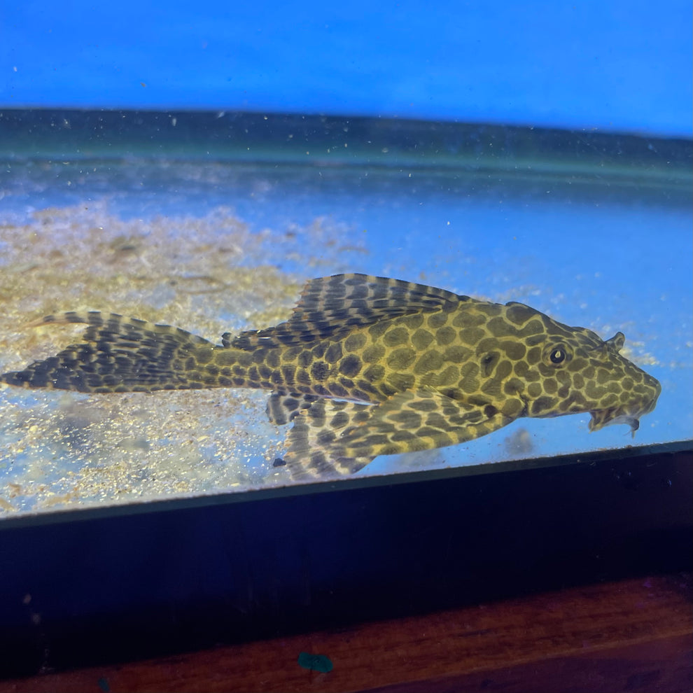 Rio Negro Sailfin Pleco 6 inch (Pterygoplichthys gibbiceps) – South ...