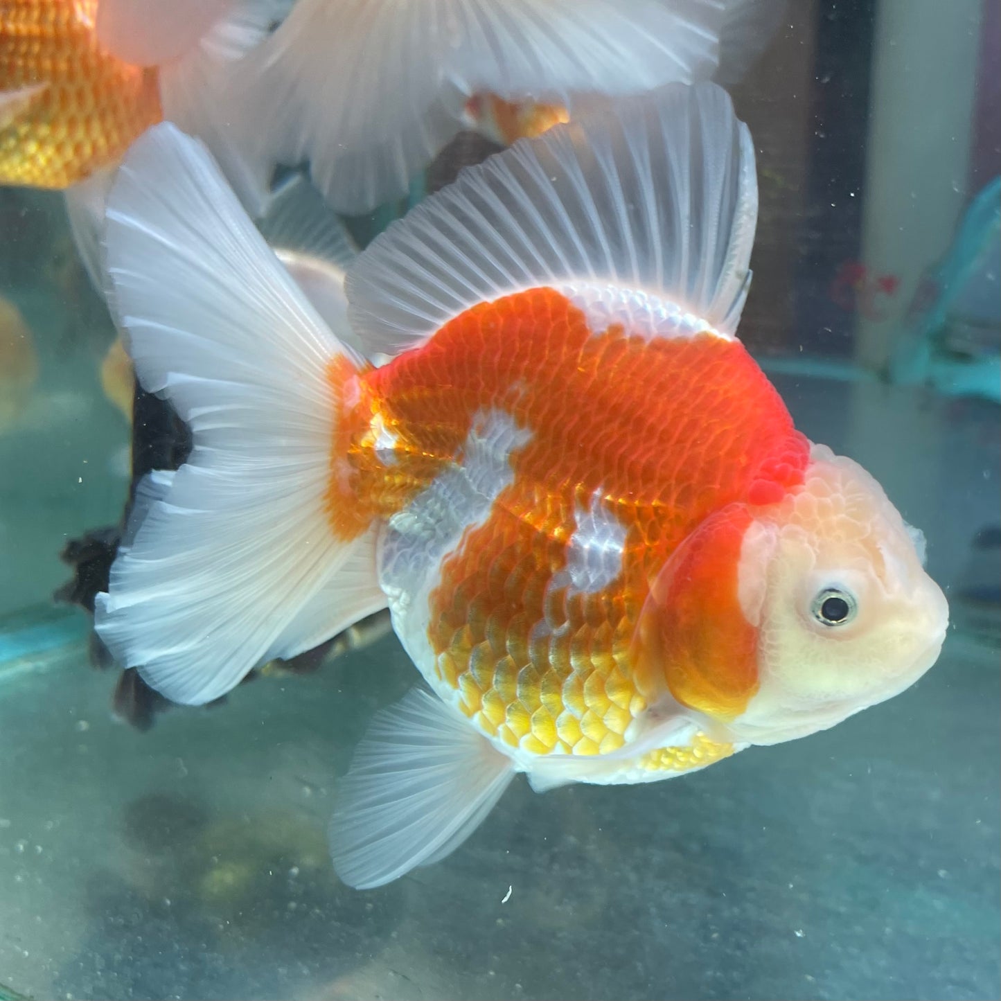 Thai Oranda Goldfish 5 inch