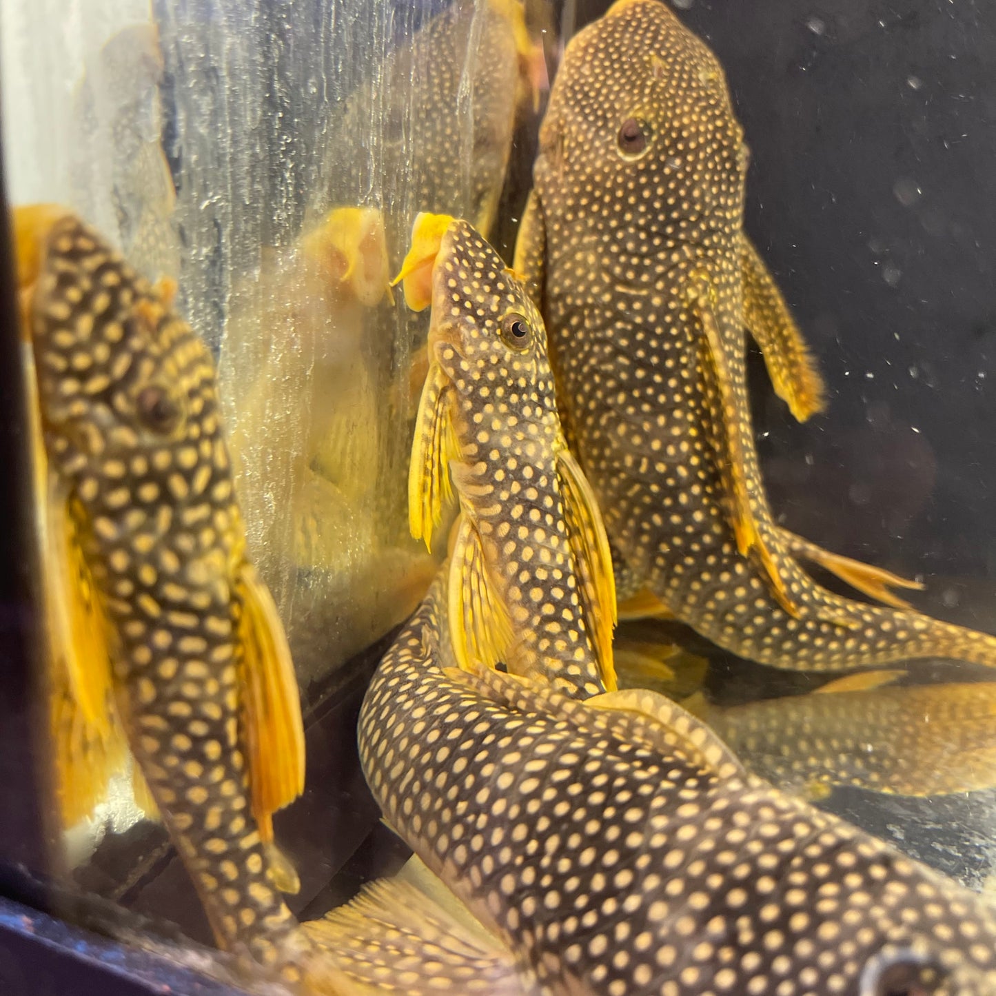 L014 Sunshine Pleco (Scobinancistrus aureatus)