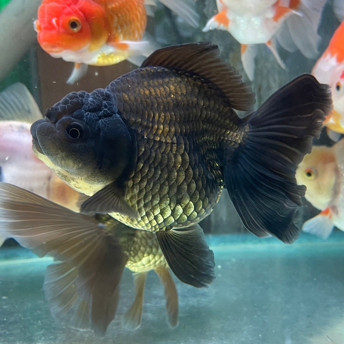 Thai Oranda Goldfish 5 inch