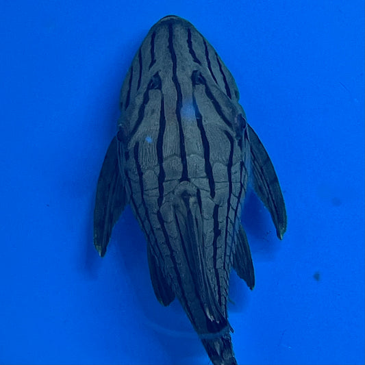 L191 Dull Eyed Royal Pleco 5 inch (Panaque cf. nigrolineatus)