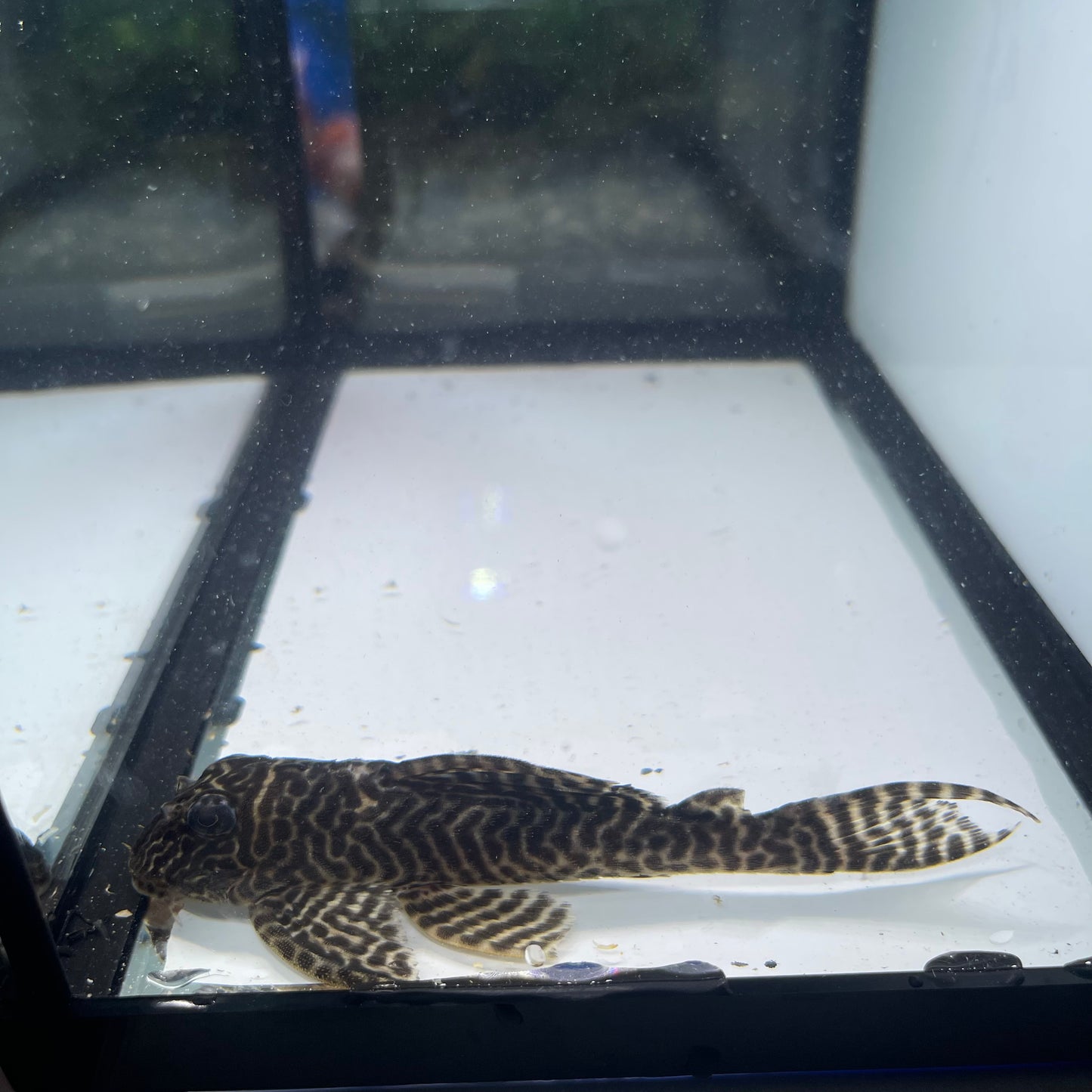 L066 King Tiger Pleco 5 inch (Hypancistrus sp. L066