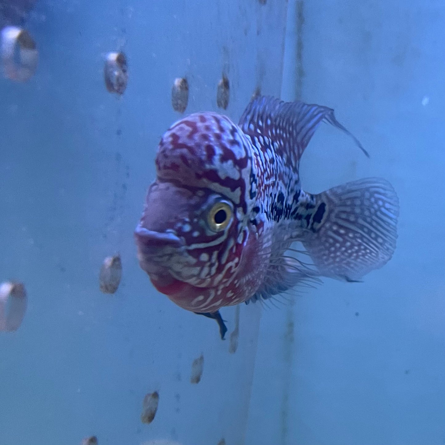 Kamfa Flowerhorn 3 inch