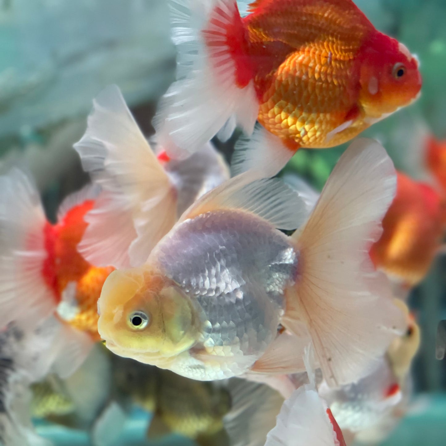 Thai Oranda Goldfish 5 inch