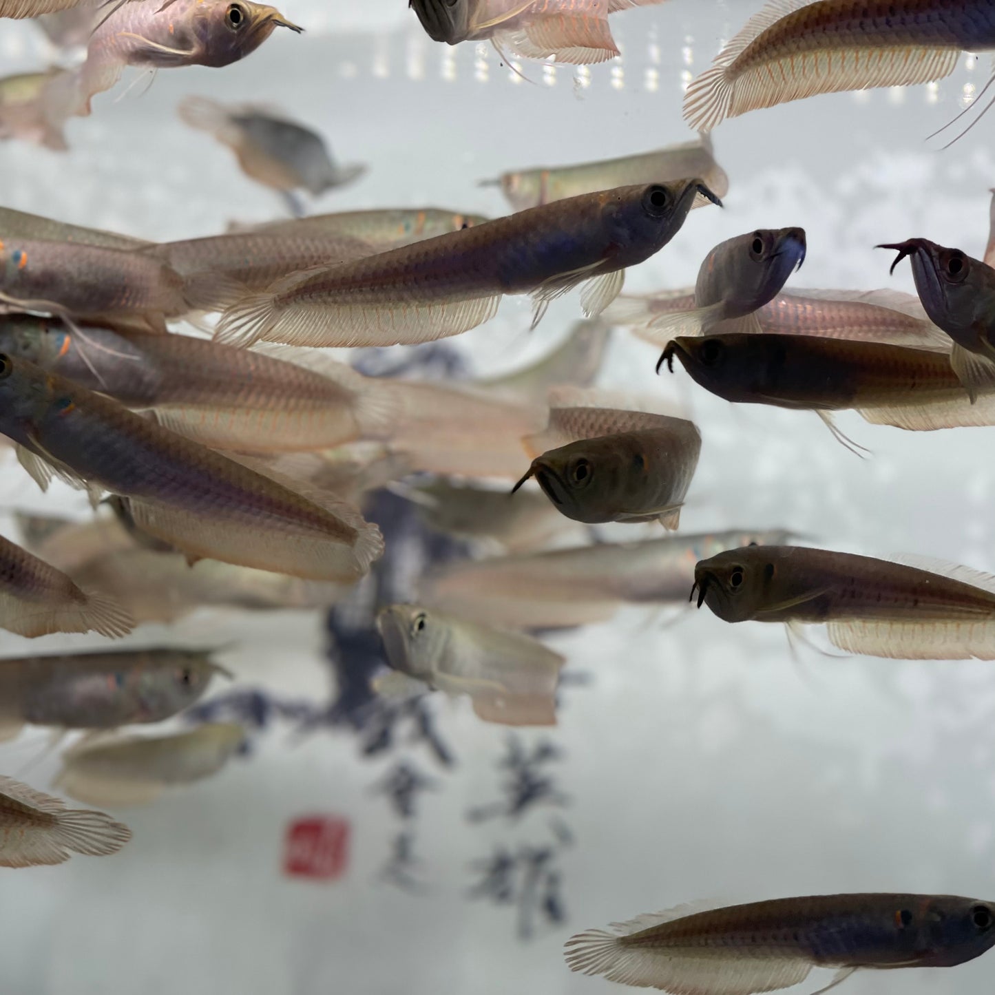 Silver Arowana (Osteoglossum bicirrhosum)