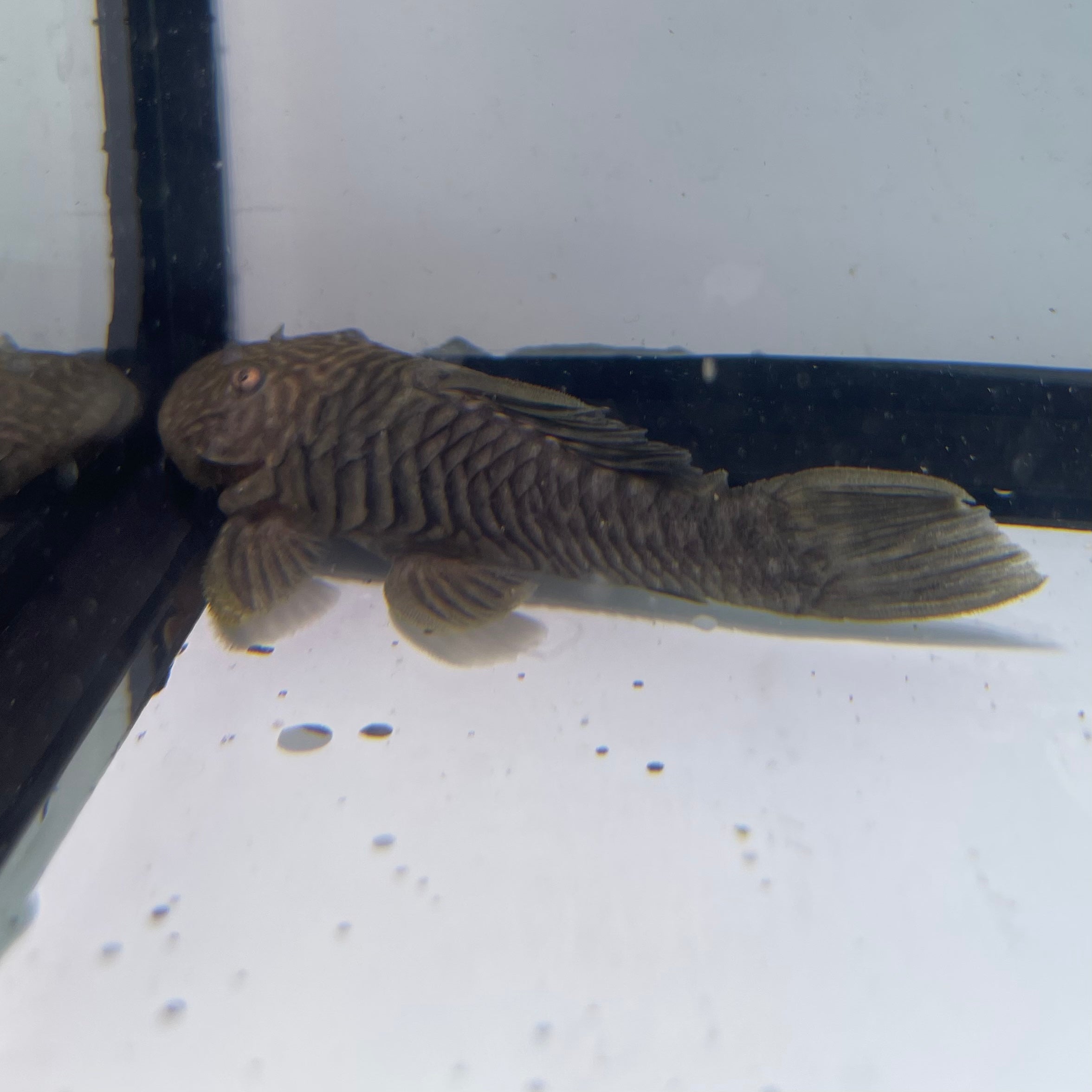 L056 Chubby Pleco 3 inch (Parancistrus aurantiacus) – South River Aquarium