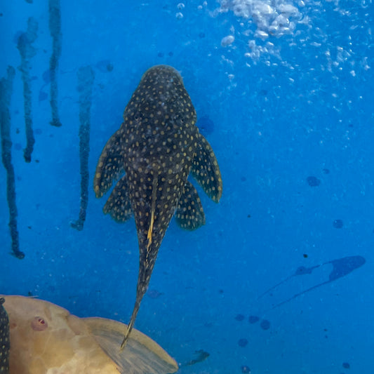 L018 Big Spot Gold Nugget Pleco 4 inch (Baryancistrus xanthellus)