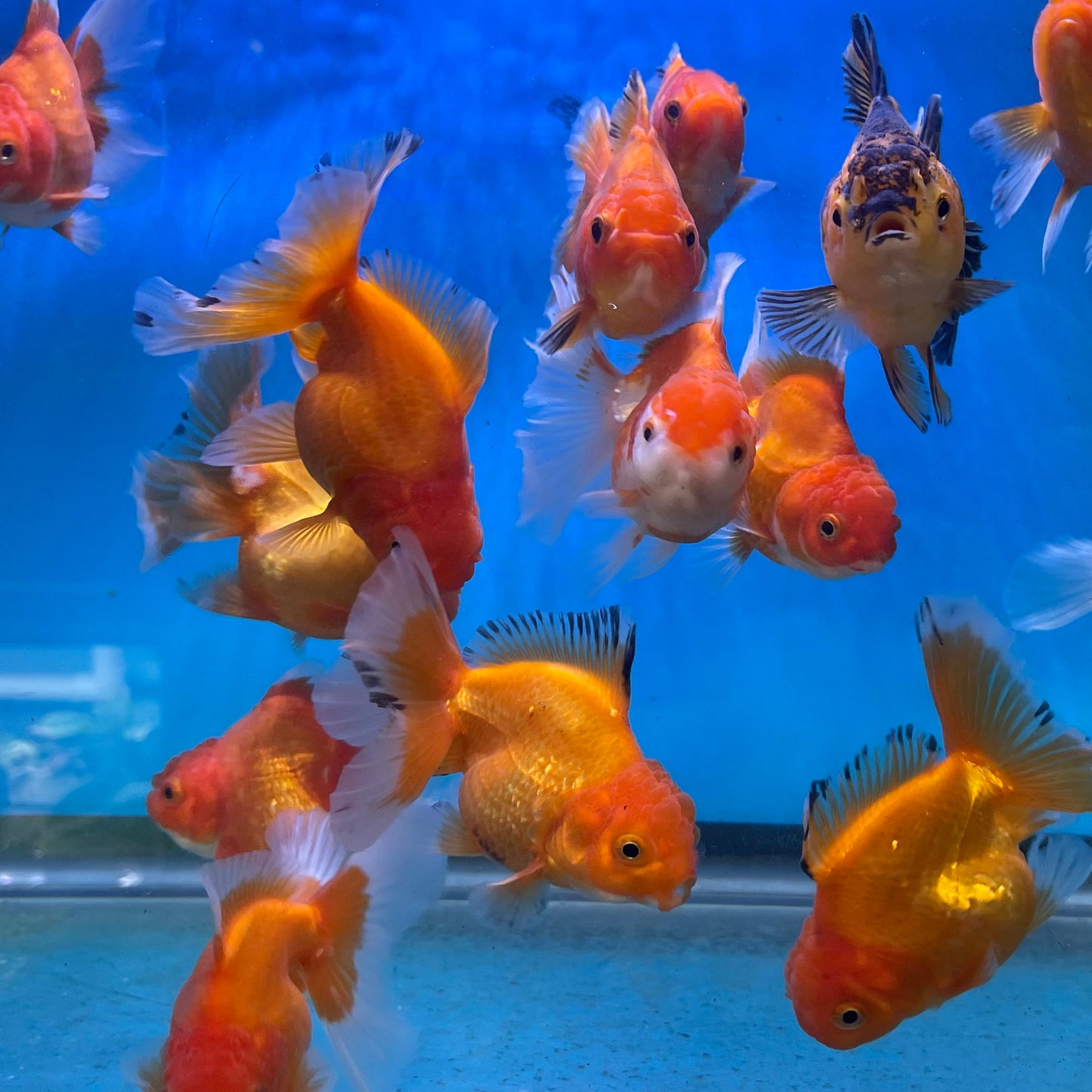 Thai Oranda Goldfish 3 inch