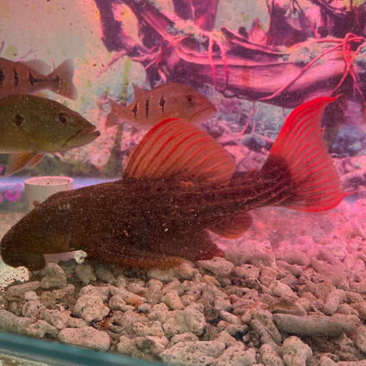 L024 Redfin Cactus Pleco 11 inch (Pseudacanthicus Pitanga)