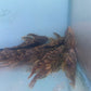 Golden Vampire Pleco 3 inch (Leporacanthicus heterodon)