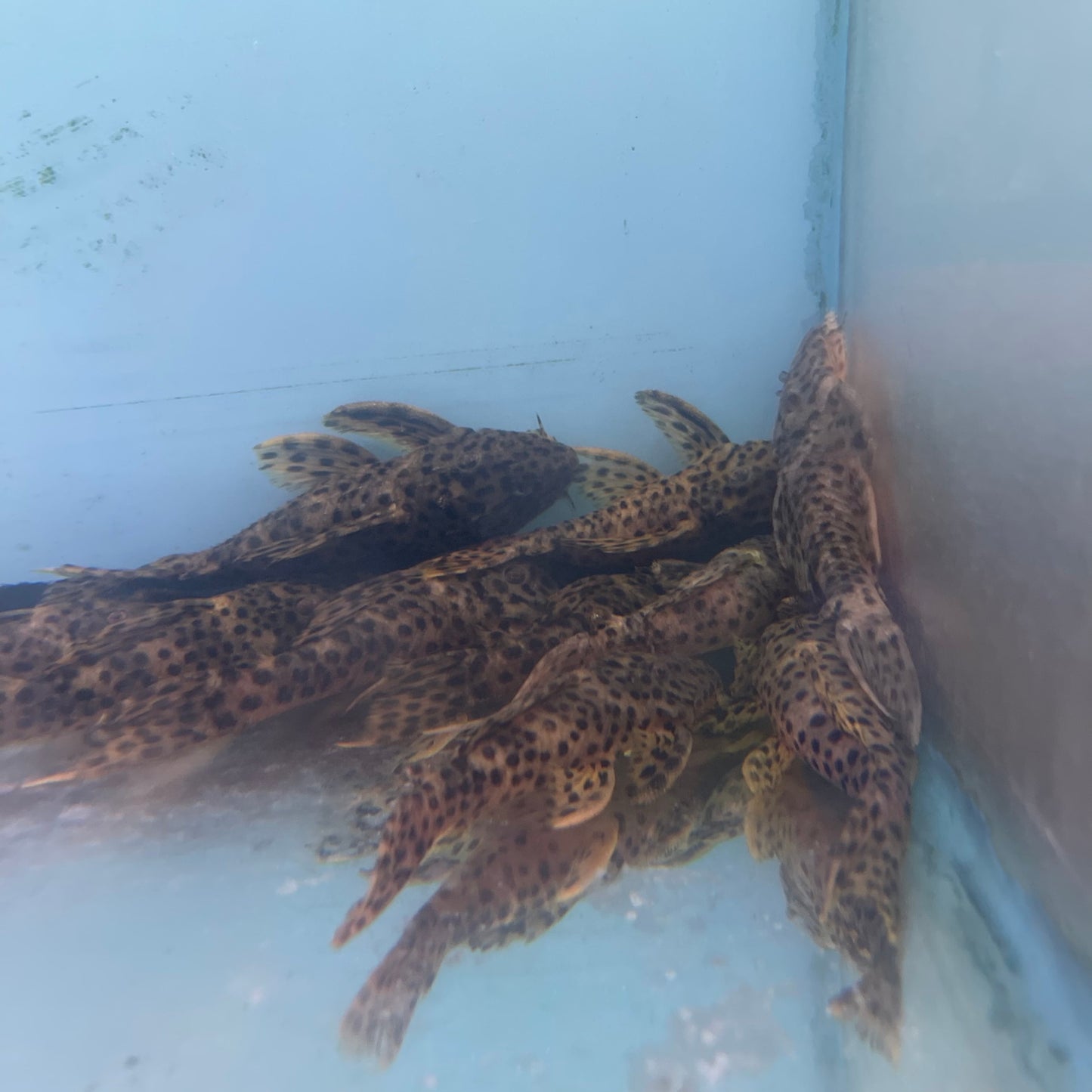 Golden Vampire Pleco 3 inch (Leporacanthicus heterodon)