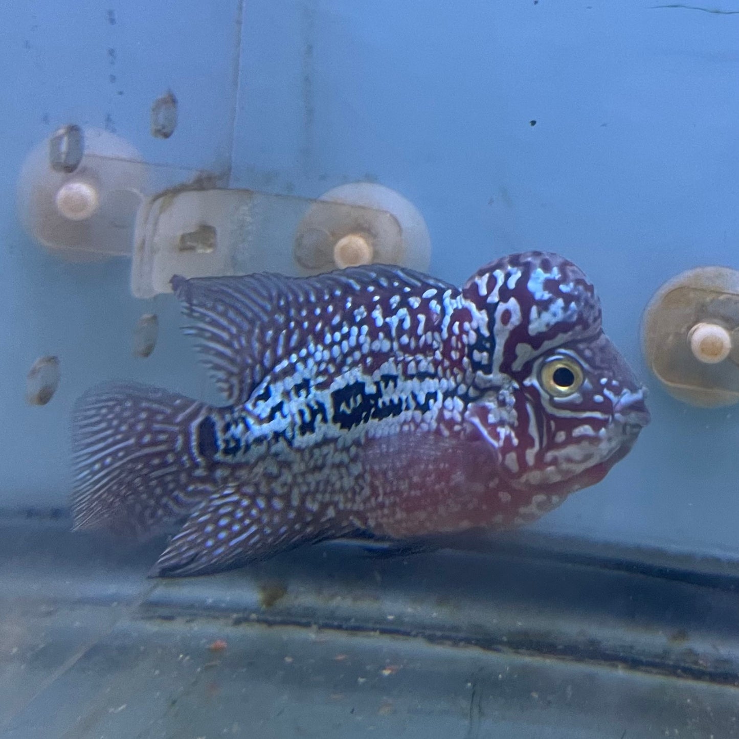 Kamfa Flowerhorn 3 inch