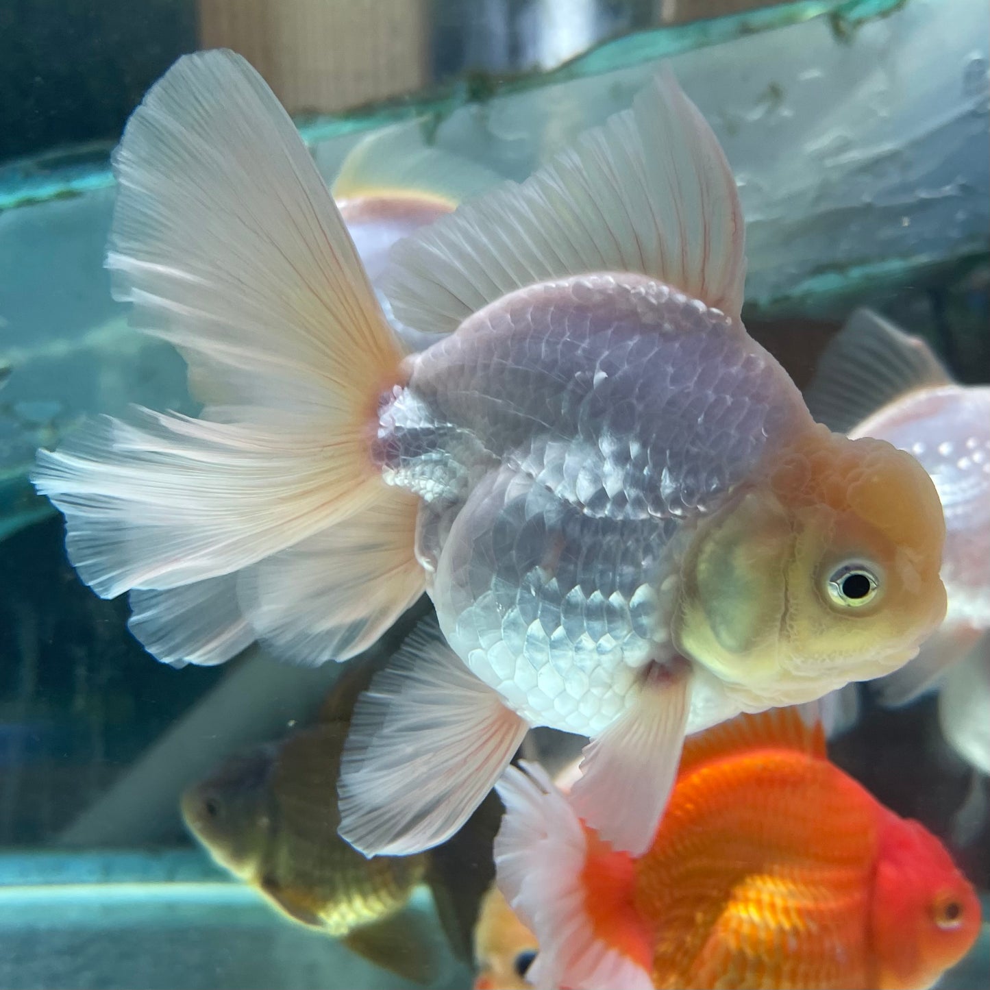 Thai Oranda Goldfish 5 inch