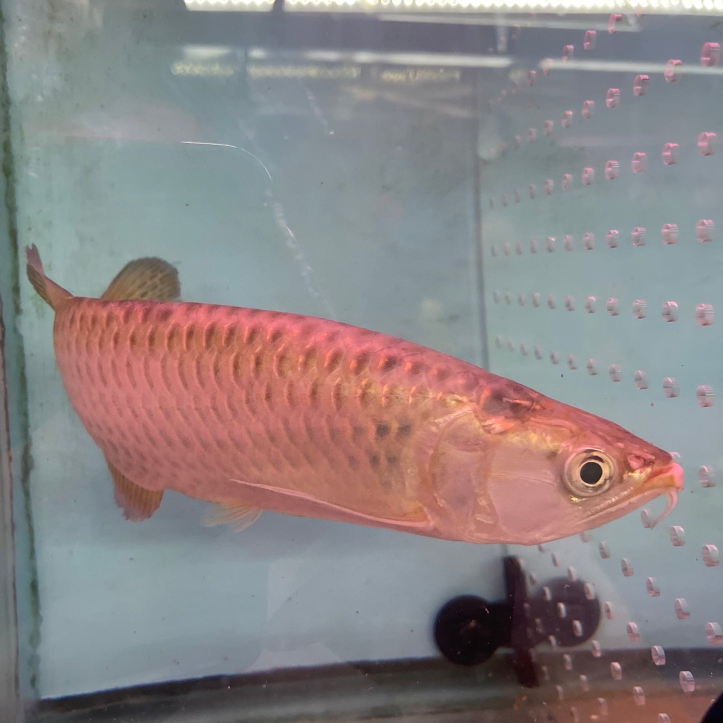 Jardini Arowana (Scleropages jardinii) 11 inch