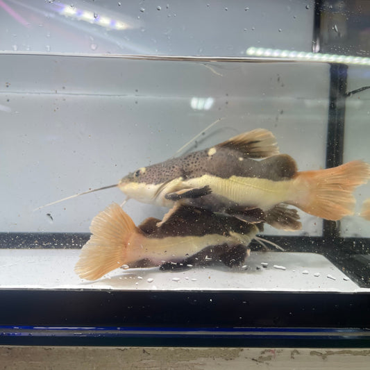Short Body Redtail Catfish 5 inch (Phractocephalus Hemioliopterus)