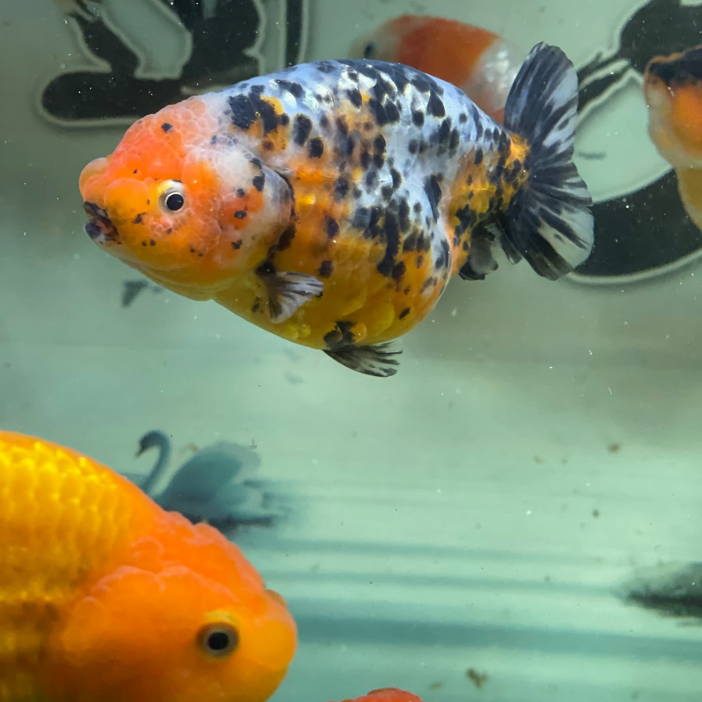 Ranchu Goldfish 4 inch