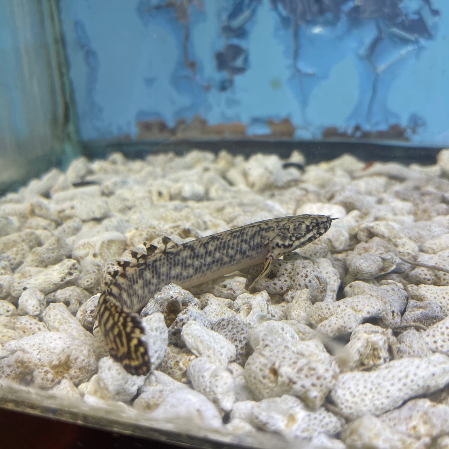 Ornate Bichir 5 inch (Polypterus ornatipinnis) - TANK BRED!