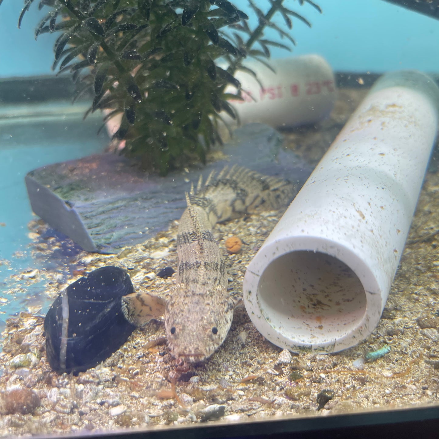 Endlicheri Bichir 4 inch (Polypterus endlicheri)