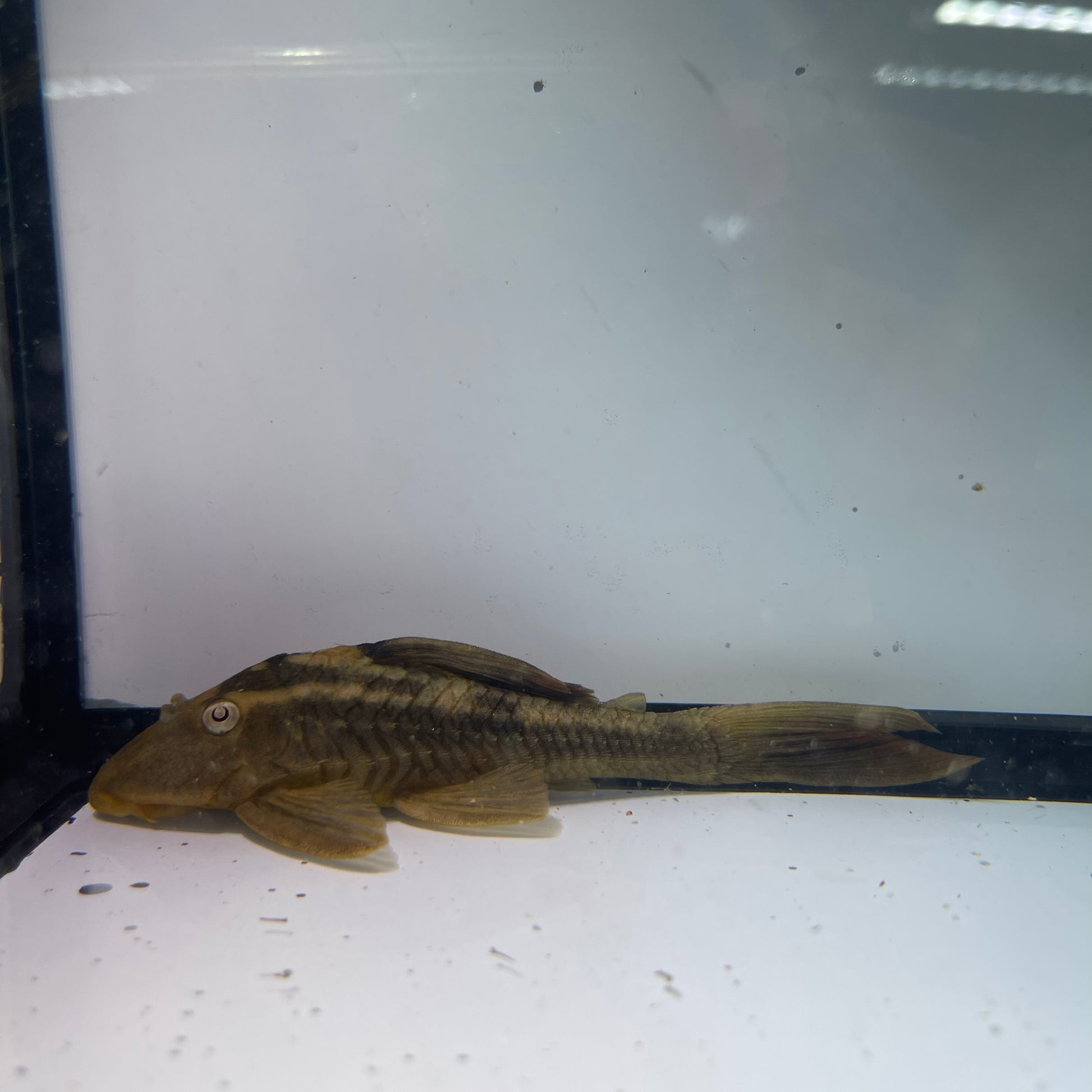 L137 Blue Eyed Red Fin Pleco 5 inch (Hypostomus soniae) – South River ...