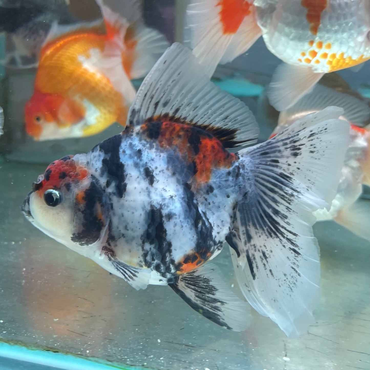 Thai Oranda Goldfish 5 inch