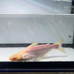 Albino Iridescent Shark 3 inch (Pangasianodon hypophthalmus)