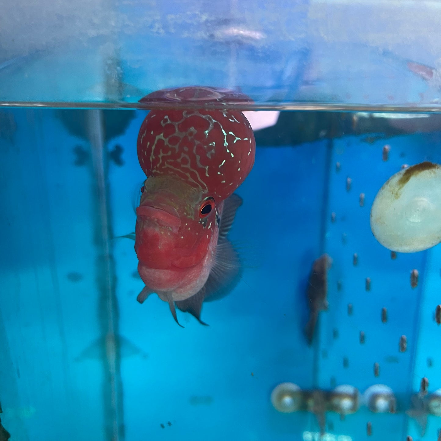 SRD Flowerhorn 5 inch