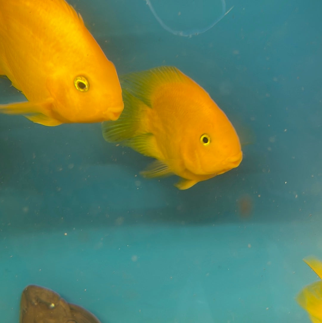 Yellow Ingot Parrot 5 inch