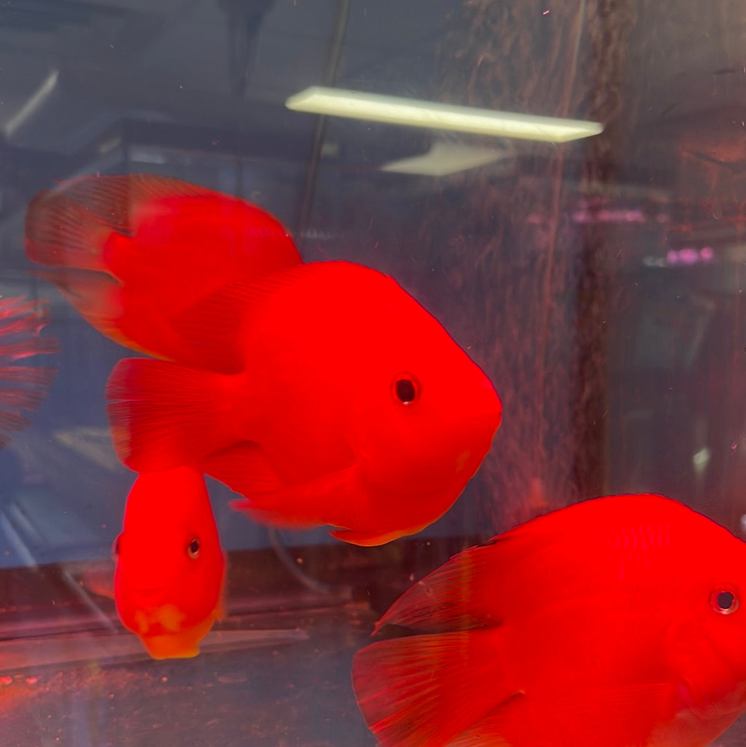 Red Ingot Parrot 5 inch